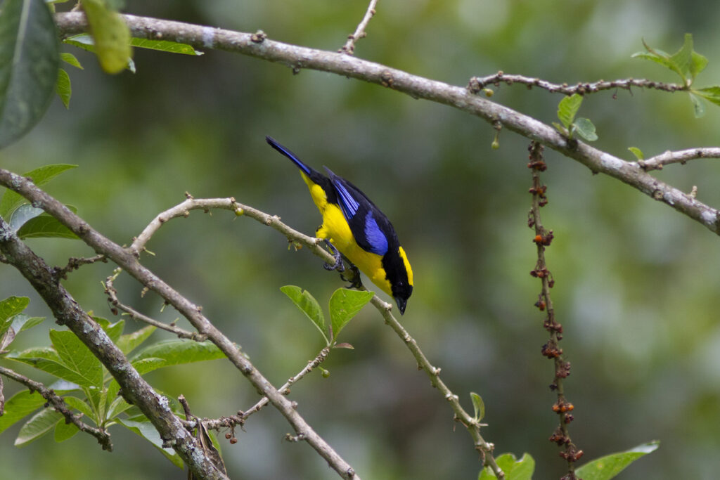 Bird in the cloud forest Ecuador.