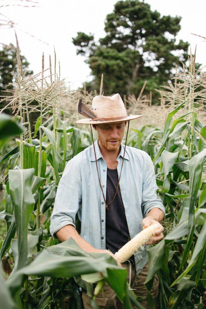 A farmer harvesting corn.