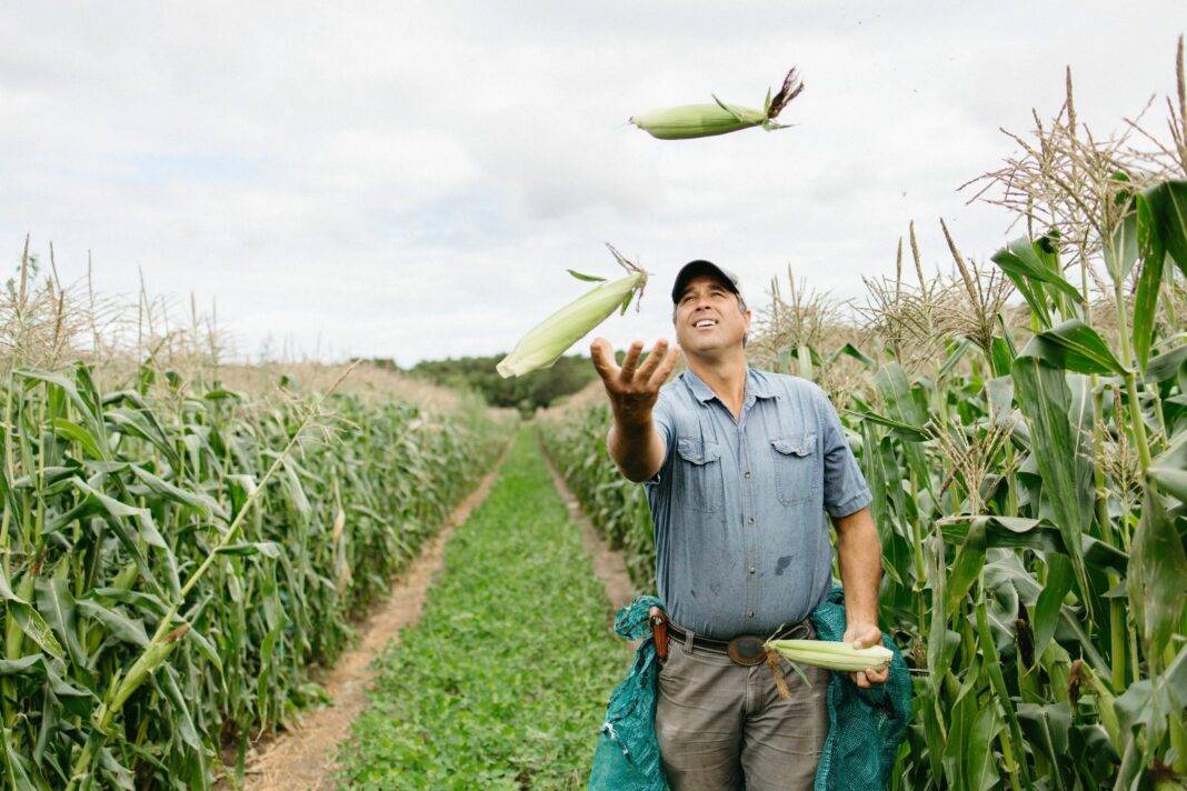 Simon Athearn juggling Morning Glory Farm corn.