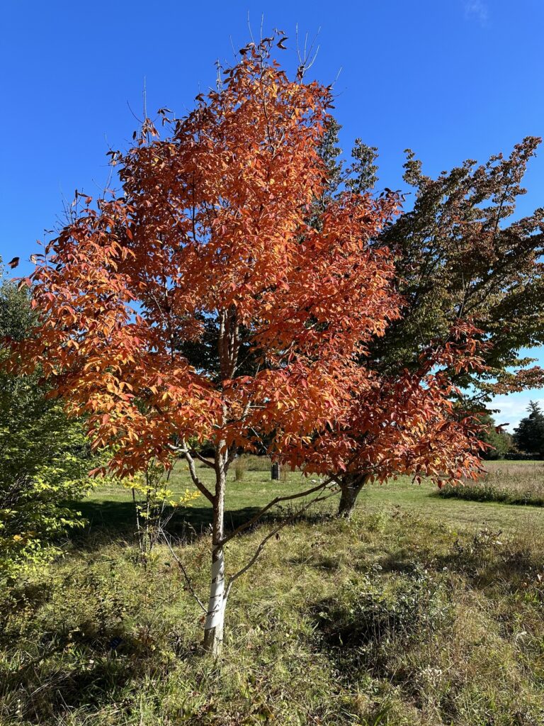 Scarlet maple tree in field at Polly Hill Arboretum.