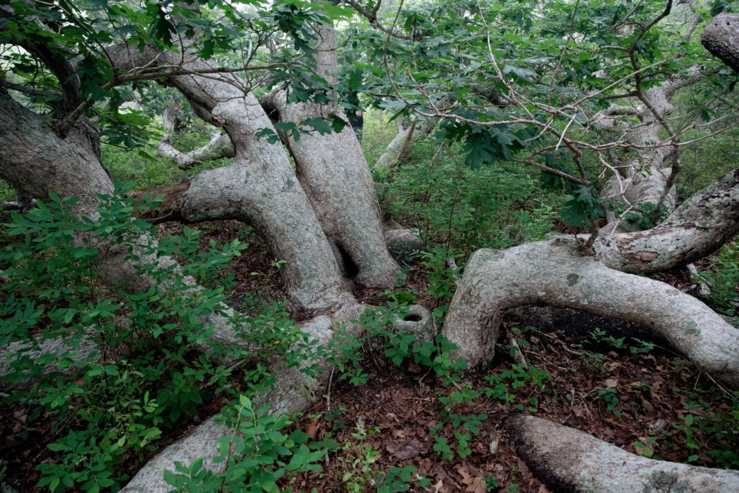 base of oak tree in forest